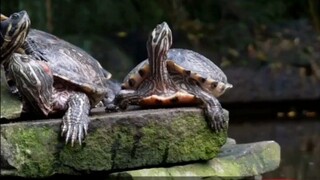 watch documentary film "When a Turtle Lives for one Second, 🐢The Dumbest Thing Animals Do #1🐢"  do