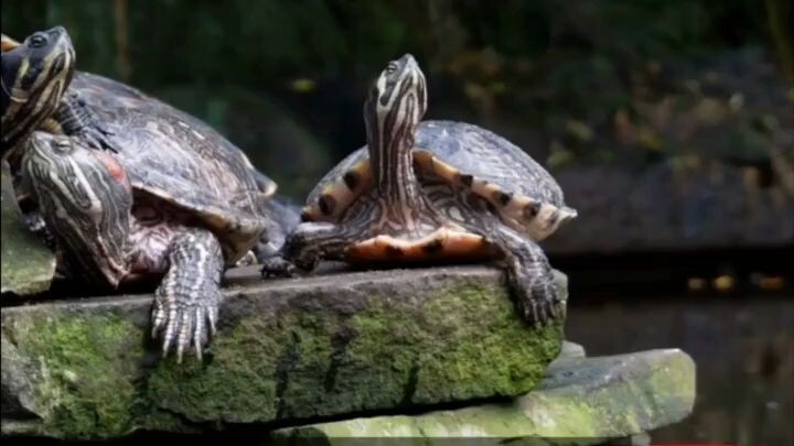 watch documentary film "When a Turtle Lives for one Second, 🐢The Dumbest Thing Animals Do #1🐢"  do