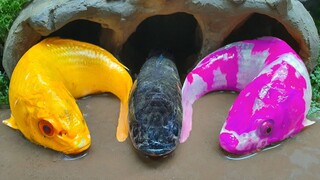 Menangkap Ikan Koi Warna Warni dan Ikan Hias Perangkap Lele Stop Motion Lucu ASMR - Relaxing