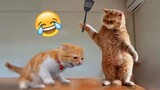 Funniest Animals 2023😂   Best cat videos for a good mood! 😻