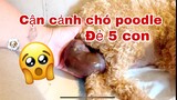 CẬN CẢNH CHÓ POODLE ĐẺ 5 CON. Close up Toy Poodle Giving birth