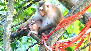 Look Beautiful Baby And Mother On The High Tree