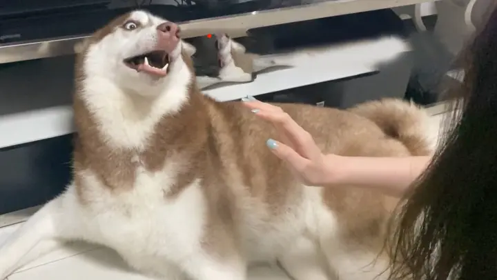 What happens when you slap a smiling husky?