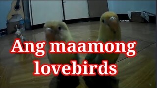 Ang maamo kung lovebirds #Lovebird #Kamoimoi #Kamoymoy