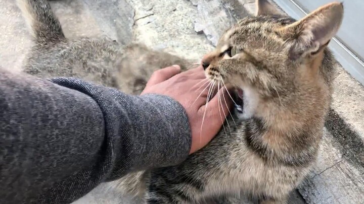 Saat Mengelus Kucing, Tiba-Tiba Elus Berlawanan Arah Bulu!