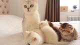 Mother Cat: Aren't My Kittens Pretty?