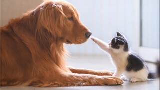 Cute Dogs And Cats That Will Make You Go Aww 🥰 CATS AND DOGS Friendship