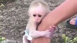 Baby monkey cute