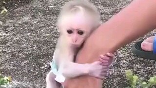 Baby monkey cute