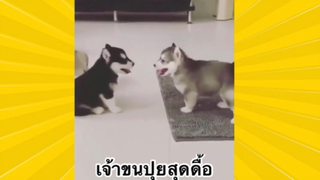สัตว์เลี้ยงเพื่อนขนปุย : เจ้าขนปุยสุดดื้อ