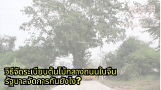 ต้นไม้กลางถนนที่จีน จัดระเบียบกันยังไง!? คนขับสบายตา หายห่วงเรื่องต้นไม้เกะกะ #china #ประเทศจีน #จีน