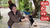 Chó Mèo Không Còn Đái Ỉa Bậy Trong Nhà Nếu Bạn Biết Làm Mẹo Này / Cách Dại Chó Mèo Ỉa Đái Đúng Chổ