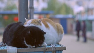 [Animals]There are always good people who care about stray cats