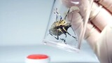 What Will Happen If You Put a Stink Bug And Mosquito Together?
