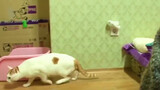 Kucing Normal di Siang Hari, Malamnya Menyerang Majikan yang Tertidur