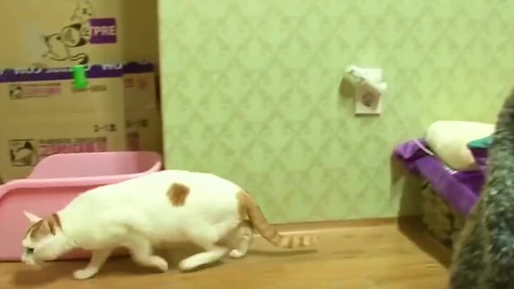 Kucing Normal di Siang Hari, Malamnya Menyerang Majikan yang Tertidur