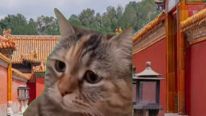 [Cat meme & Miracle Wanwan] Sử dụng góc nhìn của meme mèo để mở ra nửa *ộc đời của Miracle Wanw