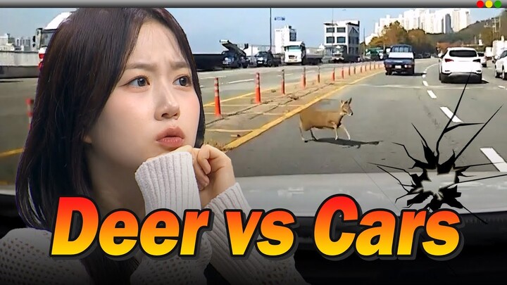 NMIXX HAEWON's Dashcam Reaction : Deer VS Cars in Korea Compilation