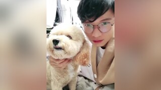 Thành viên mới của gia đình tui nek t0ny1994 anhdinh poodle pet thucung funnyanimal