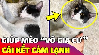 Thấy bé mèo 'VÔ GIA CƯ' tội nghiệp nằm giữa trời cô gái lại giúp đỡ và CÁI KẾT CẢM LẠNH 😅 | Gâu Đần