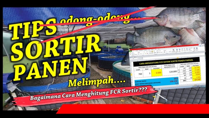 Cara Sortir - Panen Parsial - Hitung FCR | Kolam Bioflok Ikan Nila