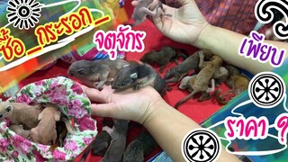 Zing’s Day l ซื้อกระรอกจตุจักร ราคา