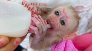 Drinking Milk Is The First Task For Smart Baby Luca To Do After Waking Up