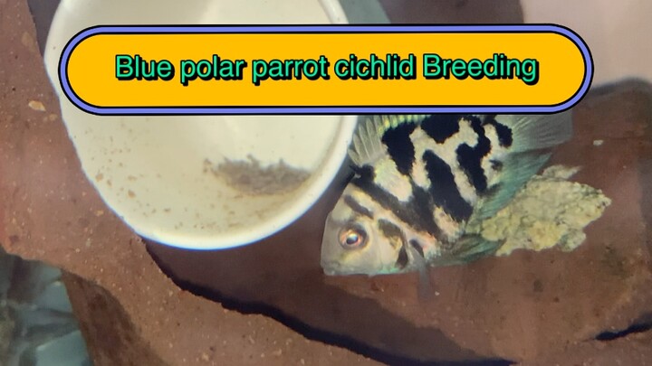 Fish Breeding Fish fry Blue polar parrot cichlid