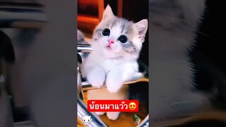 น้อนมาแว้ว😍 #ทาสแมว #คลิปแมวตลก #cutecat #คลิปสัตว์เลี้ยงน่ารัก #คลิปแมวน่ารัก #คลิปแมว #ขำๆ