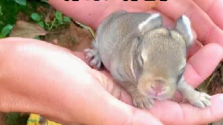 The free-range rabbits in the orchard gave birth to baby rabbits again. This time the mother rabbit 