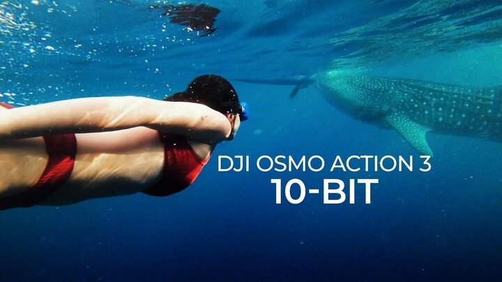 Đi quay cá mập voi bằng DJI Osmo Action 3