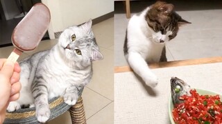 Cat Reaction to Cat Food - Funny Cat Food Reaction Compilation