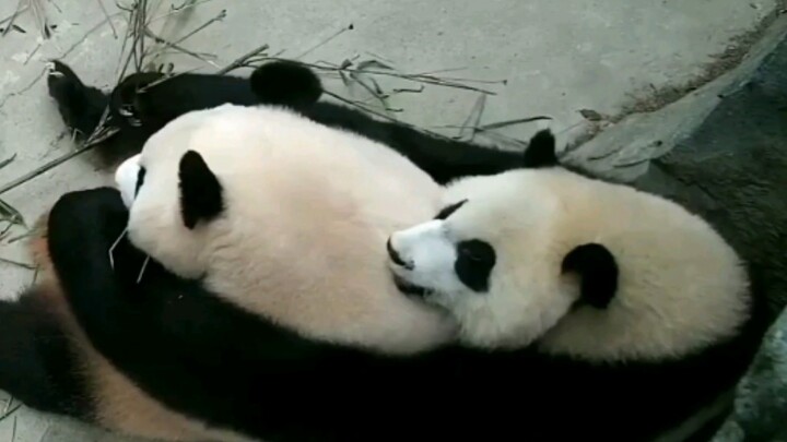 [Hewan]Saat-saat penuh kasih antara panda Ji Xiao dan Cheng Da