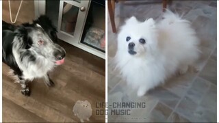 Enemy (Arcane League of Legends) but Dogs Sung It (Dogs Version Cover)