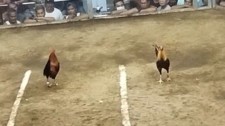 Dalusapi vs Gold CHAMPION !!!