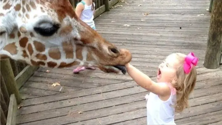 Kids And Animals At The Zoo - Animals Funny Video | Pet Squad - Bilibili Kids And Animals At The Zoo - Animals Funny Video | Pet Squad - Bilibili