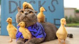 Kucing Kucing Lucu : Tingkah Lucu Kucing Bikin Ketawa Ngakak #9 | Video Hewan Lucu