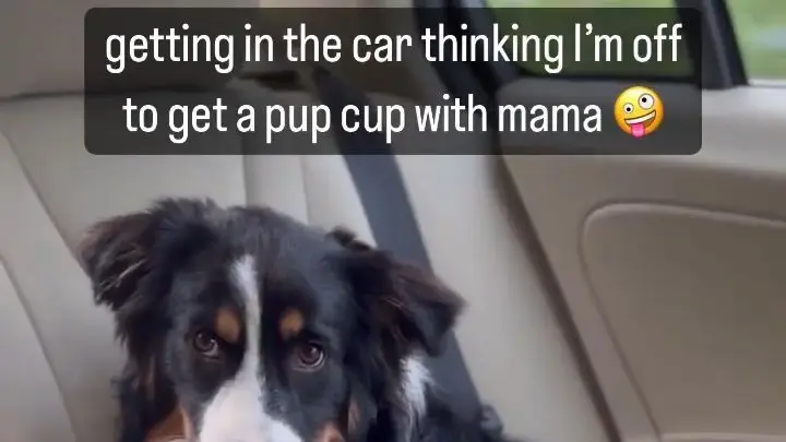 Video by Cute Pet Club (19) - Bilibili Video by Cute Pet Club (19) - Bilibili