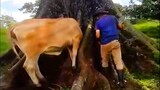Cow Stuck In Tree Rescued By Farmer Who Won't Give Up On Saving Her - Rescue Animal