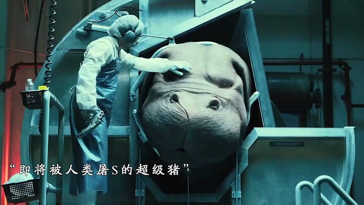 会炸鱼的超级猪：“你救我一命，我定护你一生”！