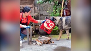 Chó nhà người ta chưa bao giờ làm tôi thất vọng | MYPET