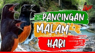 PANCINGAN MURAI BATU AGAR BUNYI MALAM HARI