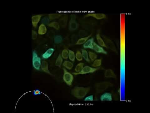 LIFA Toggel / FLIM Time Lapse of Hela Cells