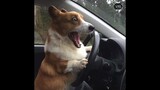 Hot Funny Videos of Pets on YouTube…