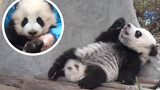 Tourists require a panda held by the breeders: So cute!