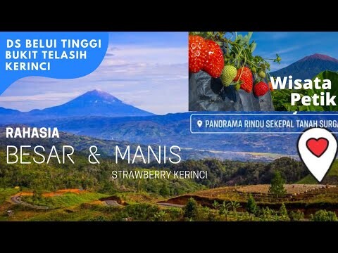 RAHASIA strawberry manis, strawberry sekepal tanah surga, bumi sakti alam kerinci