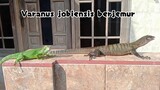 Menjemur iguana dan Varanus jobiensis