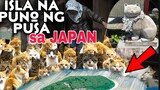 BAKIT NAGKAROON NG CAT ISLAND SA JAPAN