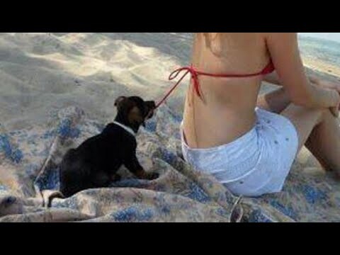 🤣Daily Funny Dogs and Cats Videos - Hold Your Laugh or You Lose!