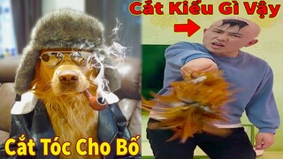 Thú Cưng TV | Đa Đa Thánh Chế #26 | Chó Golden Gâu Đần thông minh vui nhộn | Pets cute smart dog